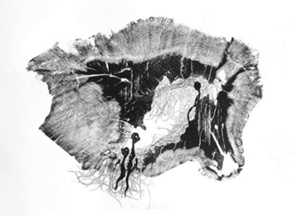 Beyaz zemin üzerinde, koyu tonlarda ağacın iç kesitine benzer soyut bir desen yer alıyor.