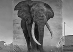 Görselin merkezinde büyük dişlere sahip bir fil yer alıyor. Filin görüntüsü, binaların önüne asılmış bir poster üstünde, görsel siyah beyaz tonlarda.