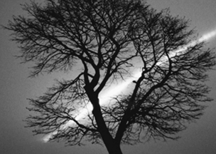 Açık gri arka planda silik bir gökyüzü, merkezde dalları çıplak geniş bir ağaç var, ağacın arkasından çapraz şekilde beyaz bir ışık topluluğu bulunuyor.