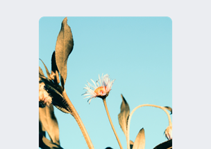 Açık mavi gökyüzü önünde, solgun yapraklara sahip bir bitki ve beyaz taç yapraklı bir çiçek bulunuyor, ışık çiçeğin merkezine vuruyor.