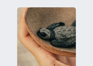 Bir deniz kaplumbağası Hindistan cevizine benzer bir kabuk formunda bir kasenin içinde duruyor. Kaseyi bir el avucunda tutuyor.